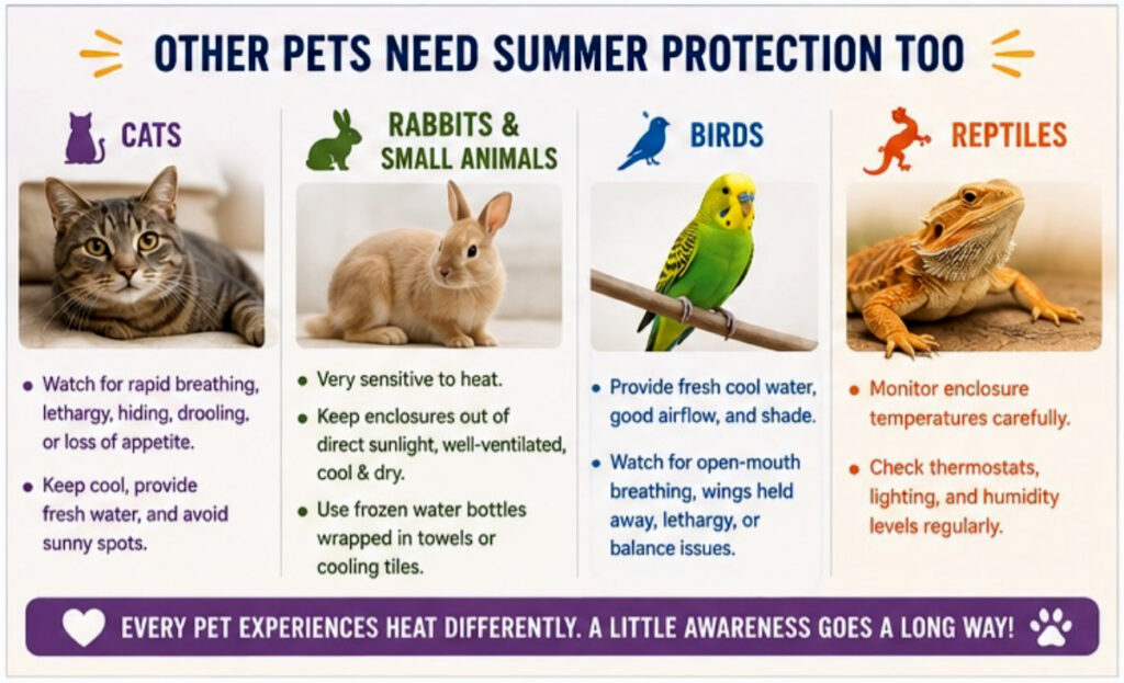 Infographic titled "OTHER PETS NEED SUMMER PROTECTION TOO" detailing heat safety tips for four distinct types of animals: Cats, Rabbits & Small Animals, Birds, and Reptiles. Each section features a representative photo and list of specific care recommendations and heat distress symptoms. A footer reinforces that every pet experiences heat differently.