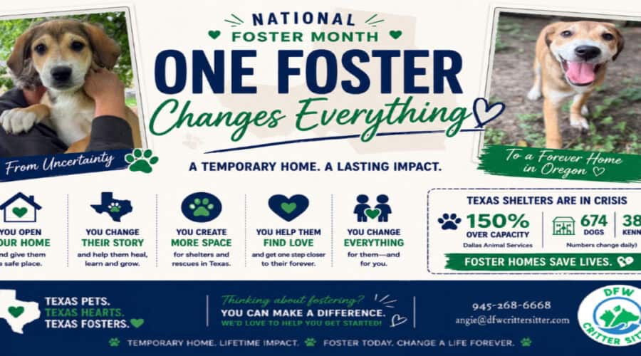 Adorable puppy promoting National Foster Month with messages about fostering pets in Texas and Oregon.