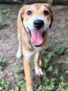 Joyful dog with open mouth and tongue out, outdoors in a grassy area, representing pet care services by DFW Critter Sitter.