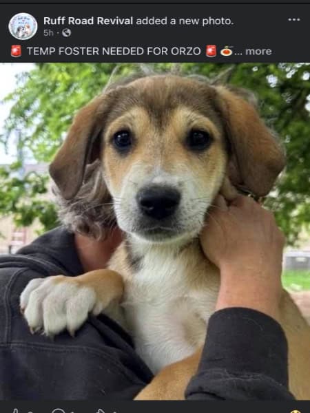 A close-up portrait of Orzo, a tan and white puppy, being held by a person