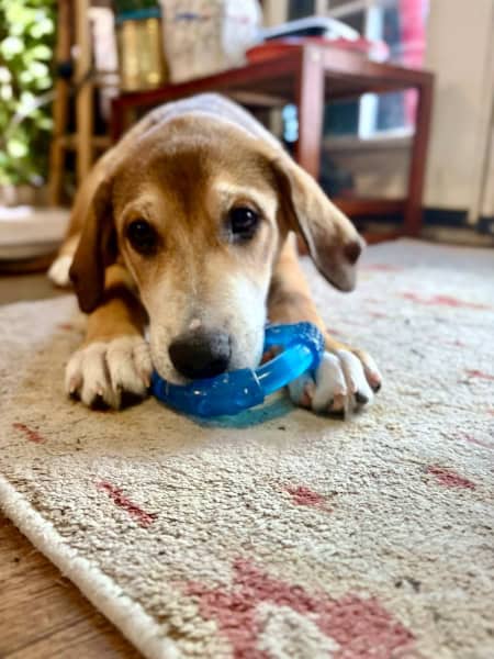 A tan and white puppy lying on a patterned rug chewing on a blue, circular textured chew toy.