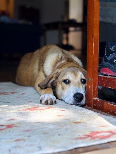A tan and white puppy resting its head against a wooden furniture leg on a patterned rug.