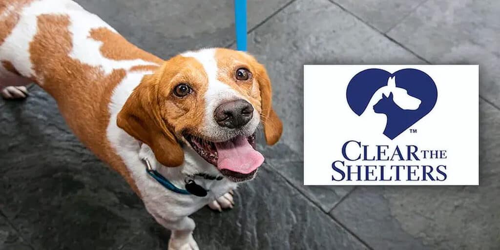 Happy dog with a blue collar, smiling outdoors, representing professional pet sitting services in DFW area.